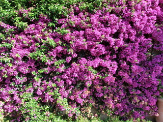 bougainvillier