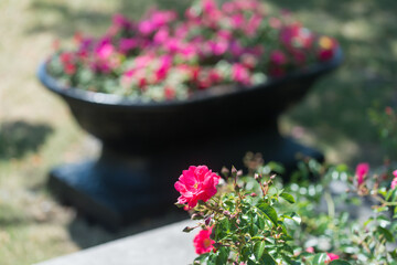 pink flowers in a garden