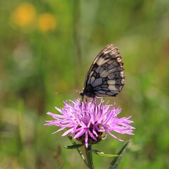 Schmetterling