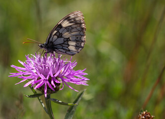 Schmetterling