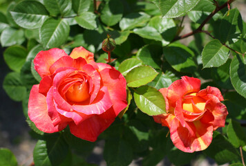 Obraz premium Red and yellow rose flowers and fresh green foliage in the park