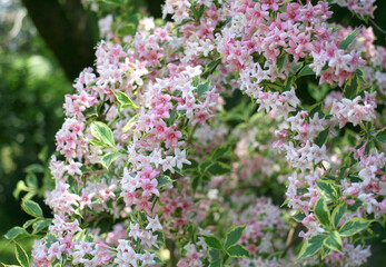 blooming pink and white Weigela bushes in the park