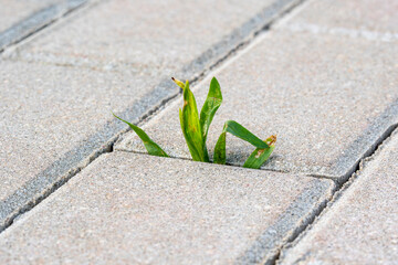 A small plant with green leaves grows on the sidewalk
