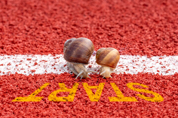 Close-up of racing snails on the start line