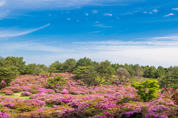 万年山・ミヤマキリシマ群生地（御花畑）