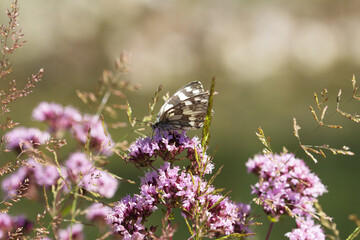 Schmetterling