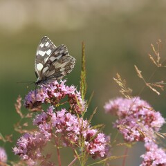 Schmetterling
