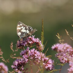 Schmetterling
