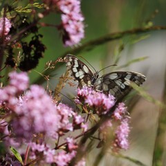 Schmetterling