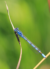Libelle