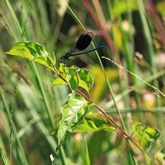 Schmetterling