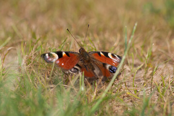 Superbe Paon-du-jour dans l'herbe