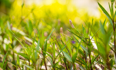 Green leafs on blurred background in garden