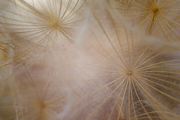 Macro shot of a dandelion flower.