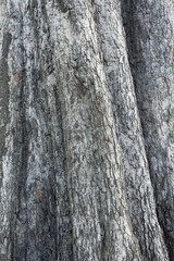 Texture of pine bark. Background of tree bark. Seamless tree bark, Endless wooden background for web page fill or graphic design.