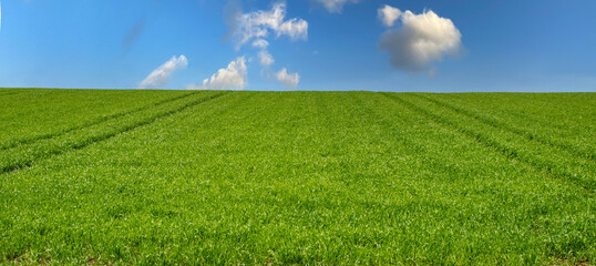 Piękny wiosenny widok zielona trawa i niebieskie niebo - obrazy, fototapety, plakaty