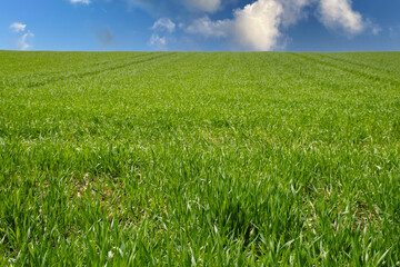 Fototapeta Piękny wiosenny widok zielona trawa i niebieskie niebo obraz