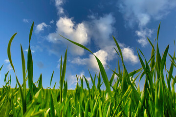 Obraz premium Piękny wiosenny widok zielona trawa i niebieskie niebo