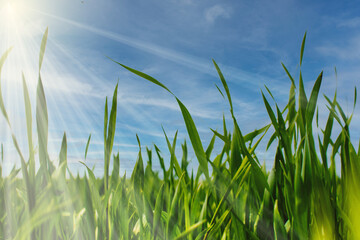 Piękny wiosenny widok zielona trawa i niebieskie niebo - obrazy, fototapety, plakaty