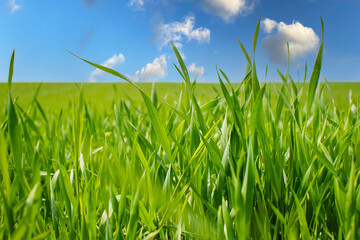 Fototapeta Piękny wiosenny widok zielona trawa i niebieskie niebo obraz
