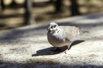 Pigeon in nature