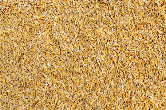 Bright yellow rice husk, rice husk background Beautiful yellow. rice husk texture.