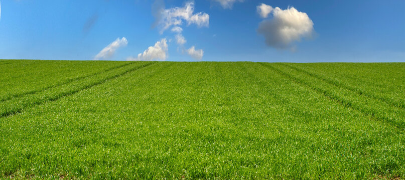 Piękny wiosenny widok zielona trawa i niebieskie niebo