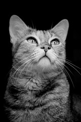 black and white cat portrait