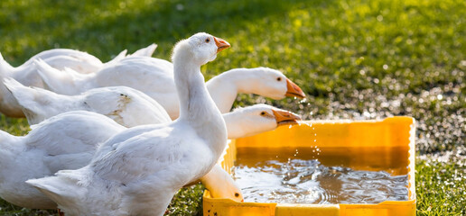 White domestic geese on a poultry farm stand on the green grass and drink water in nature on a hot...