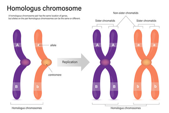 Diagram of homologus chromosome. Sister chromatids and Non-sister chromatids. Vector used for scientific and medical education.