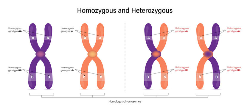 The difference of homozygous and Heterozygous. Vector used for scientific and medical education.