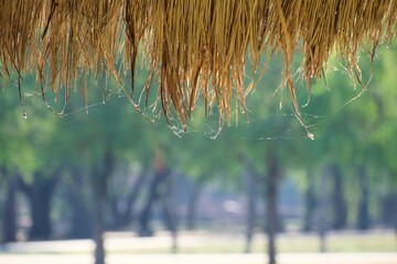 The roof is made of grass and cobwebs are attached to it.