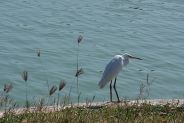 The white bird stood on the ground with a pond in the background.
