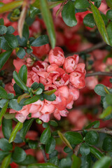 Chaenomeles Superba Colour Trail Flower