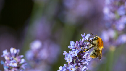 Close up of honey bee flying and collecting nectar pollen around garden lavender flowers