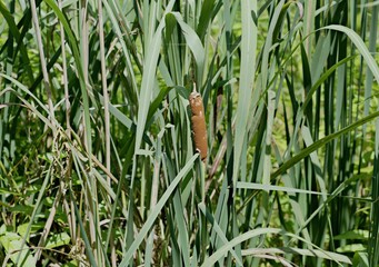 Cattails have a surprising function and history