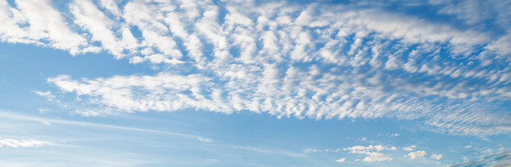 Sky panorama with cirrus clouds on a sunny day. Beautiful cirrus cloud. - obrazy, fototapety, plakaty