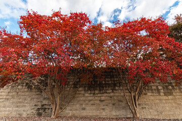 Liquidambar styraciflua  or Sweetgum 
