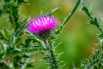 delicate beautiful purple bright thistle flower, macro