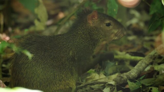 an agouti sits on the forest floor and grooms itself at corcovado national park of costa rica
