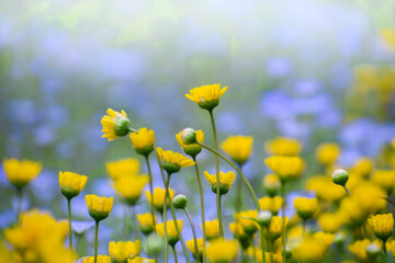 Obraz premium ムルチコーレ