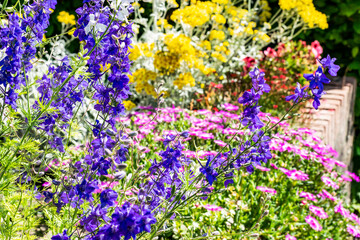 Bright summer bloom in a rural cottage garden with border flowers and blue Delphinium. Spring sunny garden.