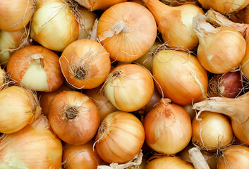 Ripe onion close-up, background. Top view