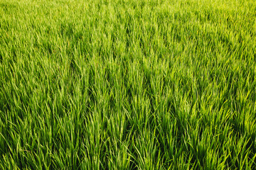 Texture of the green fields of rice in the sunlight.