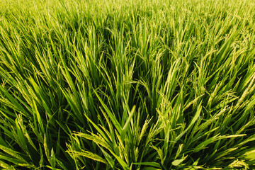The green fields of rice in the sunlight.