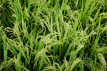 The green fields of rice close-up in the sunlight.