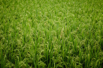 Texture of the green fields of rice in the sunlight. Bali island.