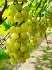 Grape in the garden.