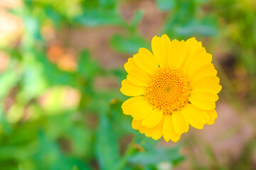 Yellow white colorful flower flowers plants on green meadow Germany.