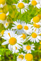 Yellow white colorful Chamomile flowers on green meadow field Germany.